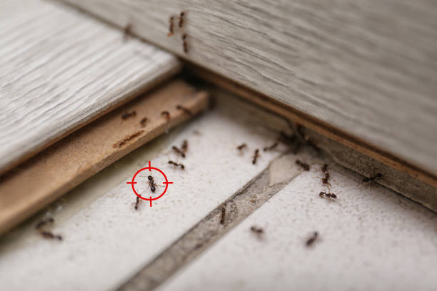 Best Pest Removal Services  in Walkertown, NC