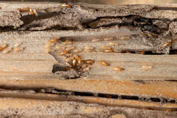 Pest Control Cost in Walkertown, NC